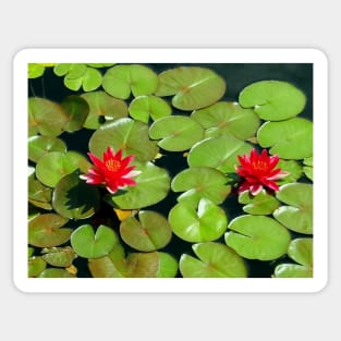 Floating pair of Red Water Lilly Flowers on Pond Sticker